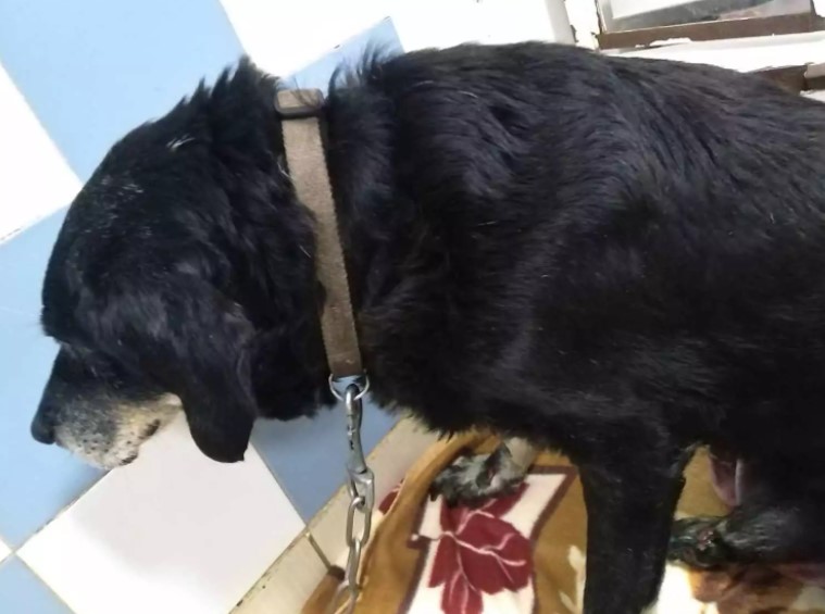 Φρίκη στα Χανιά: Διεστραμμένος άνδρας έδεσε σκύλο σε προφυλακτήρα αυτοκινήτου και τον έσερνε για ώρα