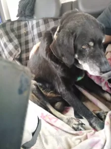 Φρίκη στα Χανιά: Διεστραμμένος άνδρας έδεσε σκύλο σε προφυλακτήρα αυτοκινήτου και τον έσερνε για ώρα