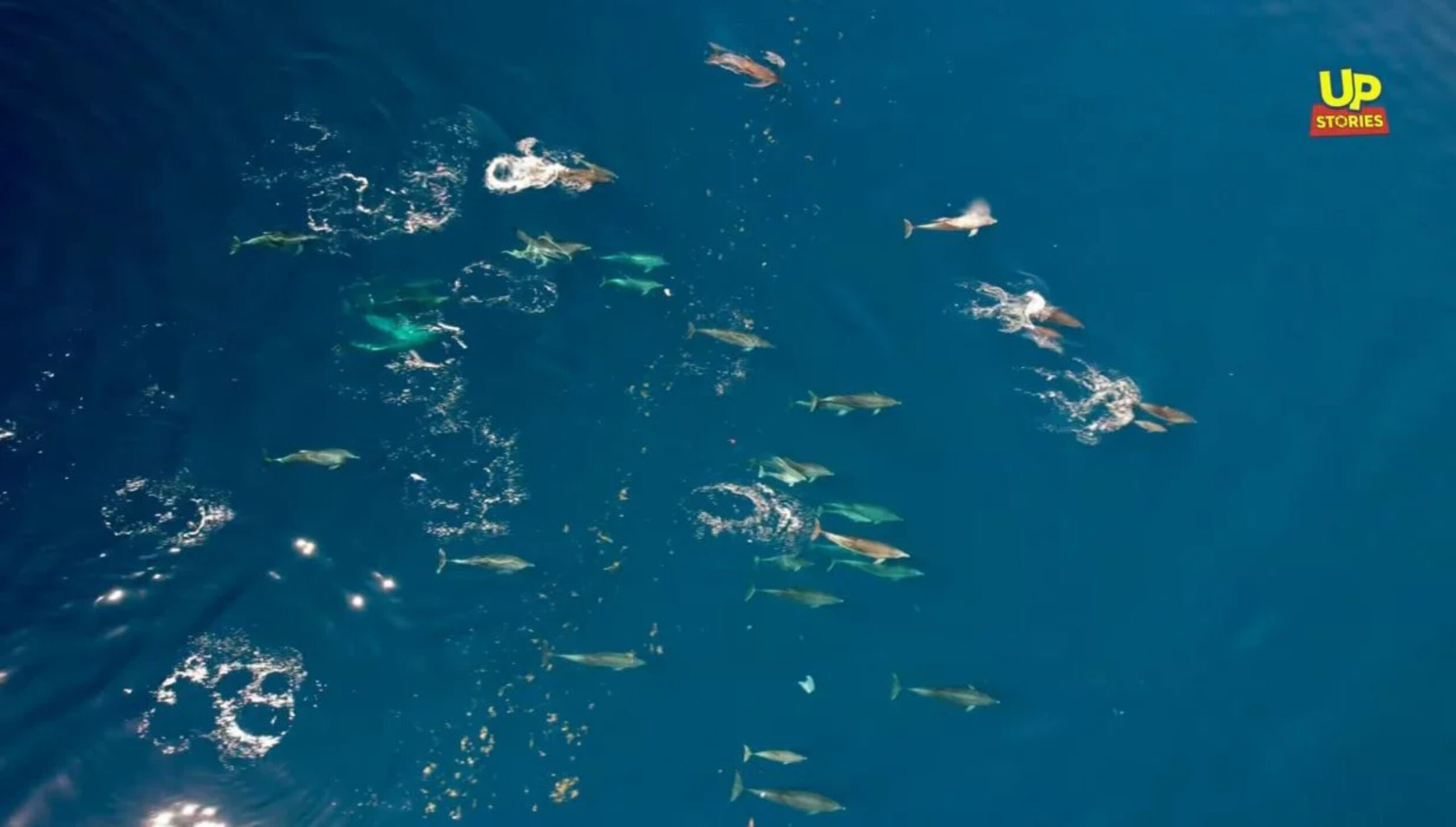Θαλάσσιο υπερθέαμα: Τεράστιο κοπάδι δελφινιών καταγράφηκε από drone στη Φθιώτιδα (VIDEO)
