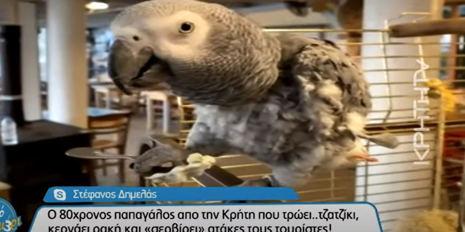 Μάικ ο παπαγάλος: Ζει στην Κρήτη, τρώει τζατζίκι και πετάει ατάκες (VIDEO)