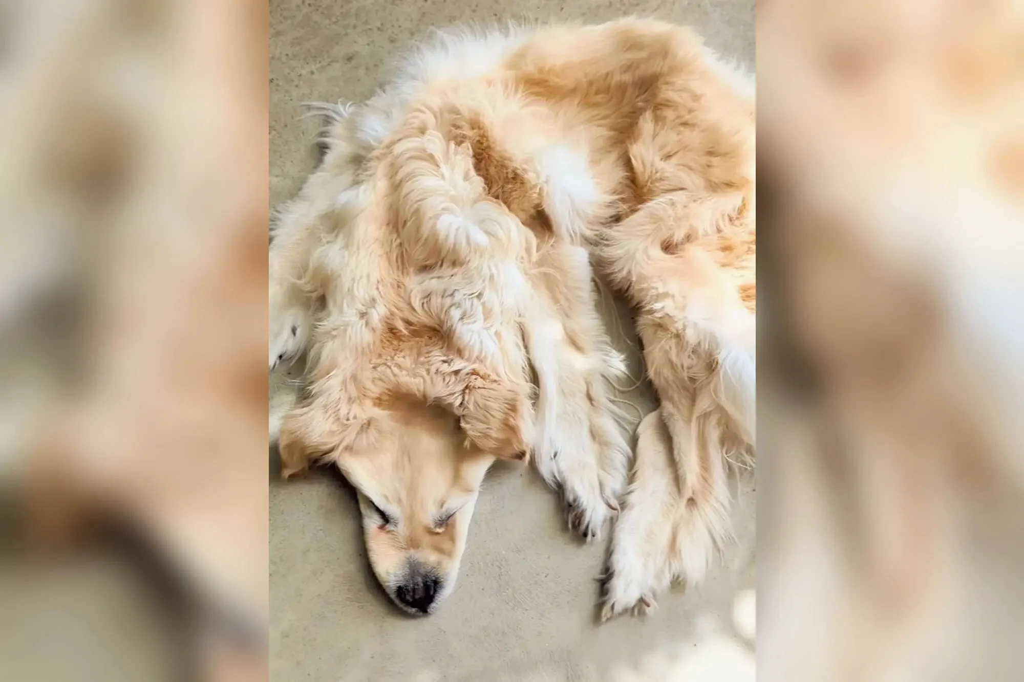 Cringe: Οικογένεια μετέτρεψε τον νεκρό σκύλο της σε χαλάκι (ΦΩΤΟ)