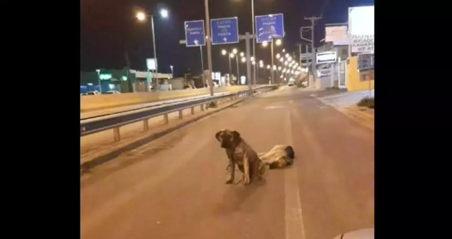 Συγκλονιστικό VIDEO από την Κρήτη: Σκύλος θρηνεί τον νεκρό του φίλο στη μέση του δρόμου