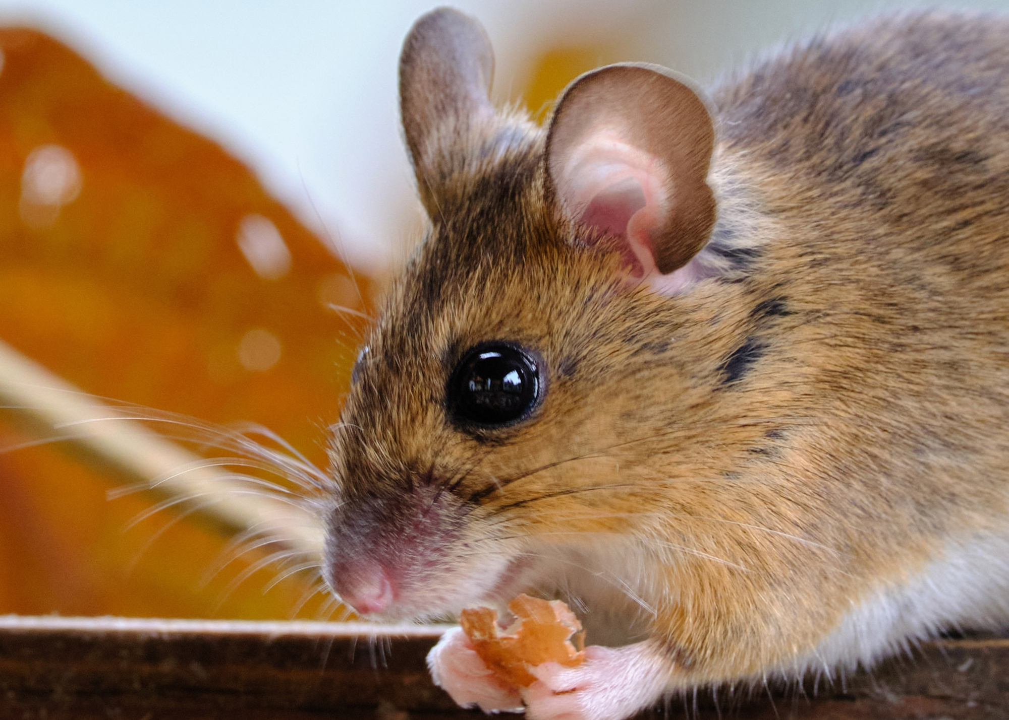 Ποντίκι με δύο πατεράδες: Επιστήμονας έφτιαξε ωάρια από αρσενικά κύτταρα