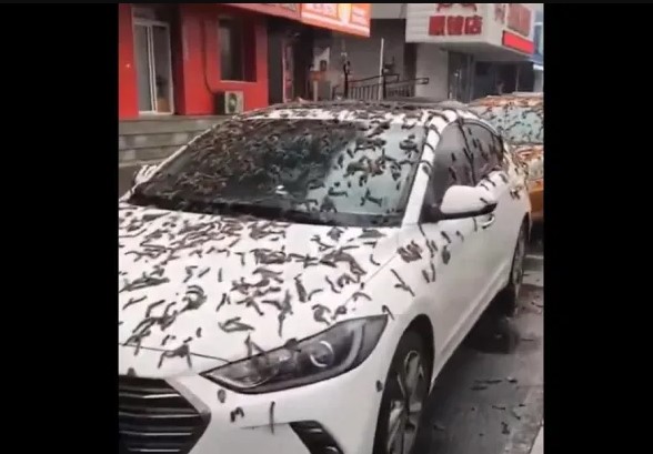 Απίστευτο VIDEO στην Κίνα: «Έβρεξε» σκουλήκια! – Τι συνέβη