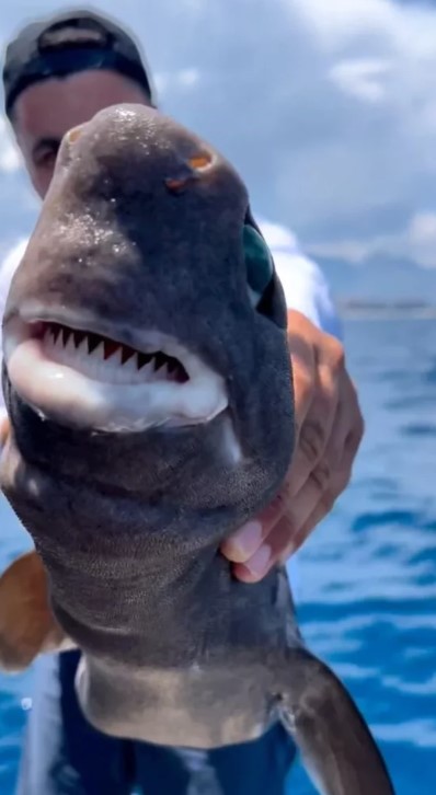 Απίστευτες ΦΩΤΟ: Καρχαρίας με σμαραγδένια μάτια πιάστηκε στα δίχτυα ψαρά στην Αττάλεια! (VIDEO)