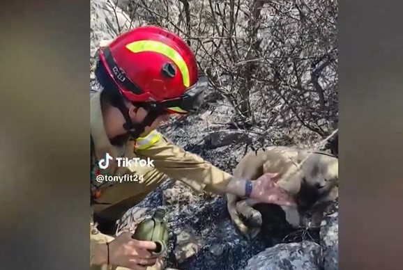 Συγκινητικό: Viral στο TikTok πυροσβέστης που δίνει νερό σε σκυλάκια στα καμένα Δερβενοχώρια (VIDEO)