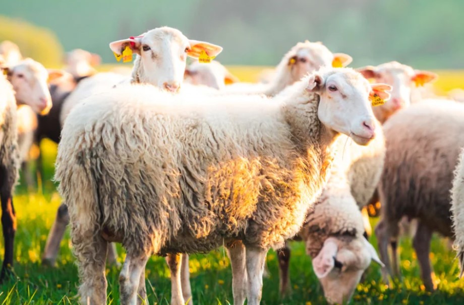 Πεινασμένα άτακτα πρόβατα έφαγαν... 100 κιλά κάνναβης και έκαναν «κεφάλι»! (VIDEO)