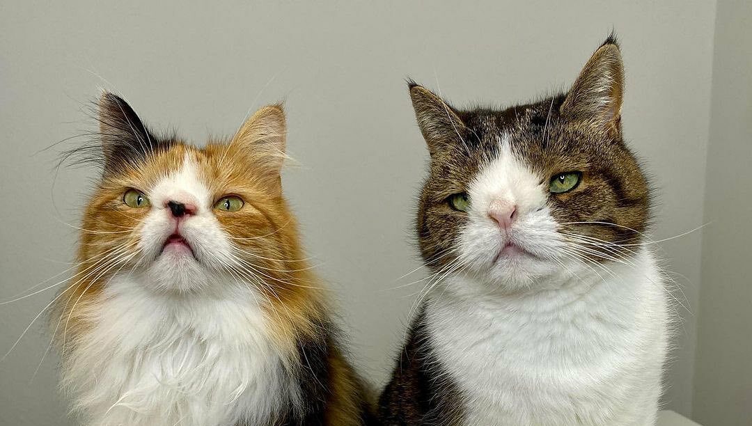 Monty και Molly: Αυτά είναι τα γατάκια με τη χρωμοσωμική ανωμαλία που έχουν τρελάνει το διαδίκτυο (VIDEO)