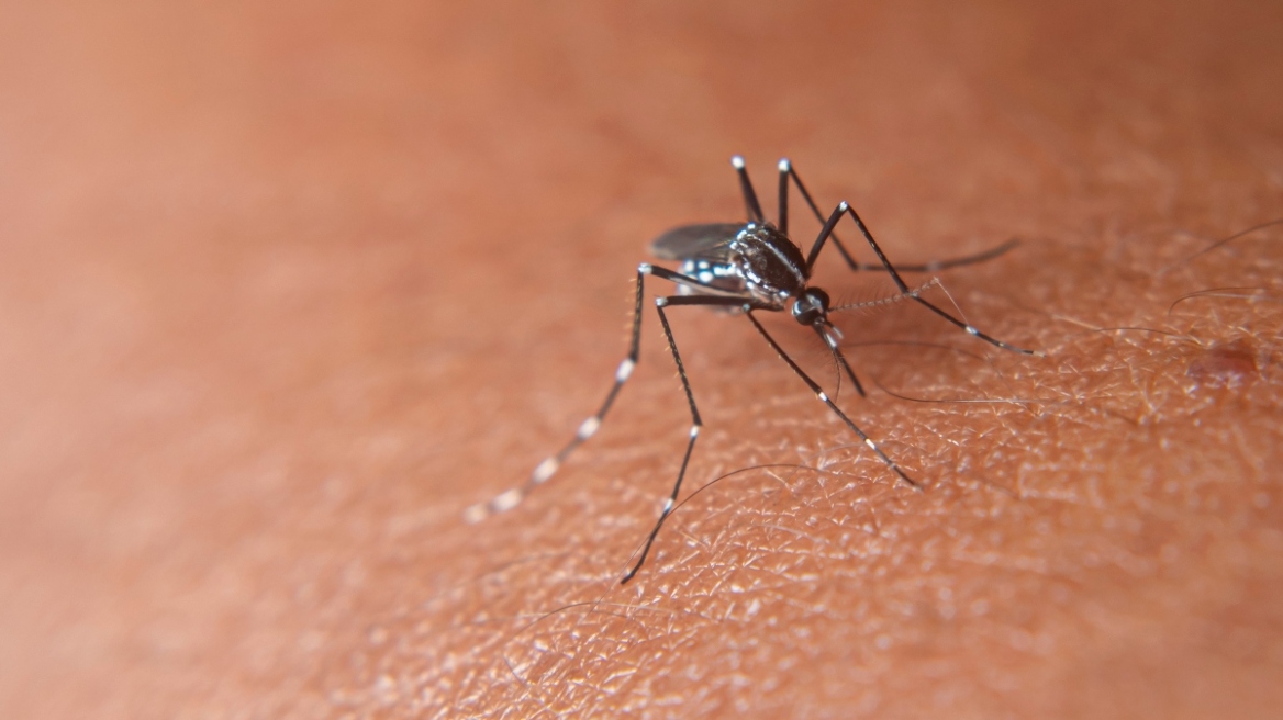 Κλιματική κρίση: Τα κουνούπια είναι ακόμη εδώ - Τι αναφέρει νέα έκθεση του ΟΗΕ