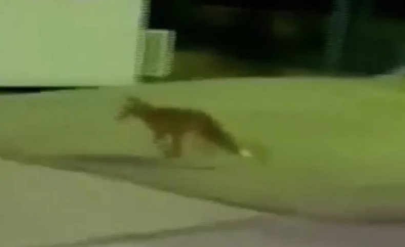 Απρόσμενος επισκέπτης: Αλεπού «έκοβε» βόλτες στο προαύλιο του ραδιομεγάρου της ΕΡΤ (VIDEO)