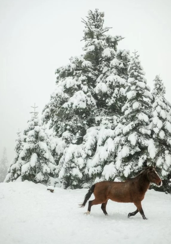 Παραμυθένιο το σκηνικό στο Περτούλι Τρικάλων: Άλογα κάνουν βόλτα στο χιονισμένο τοπίο (ΦΩΤΟ)