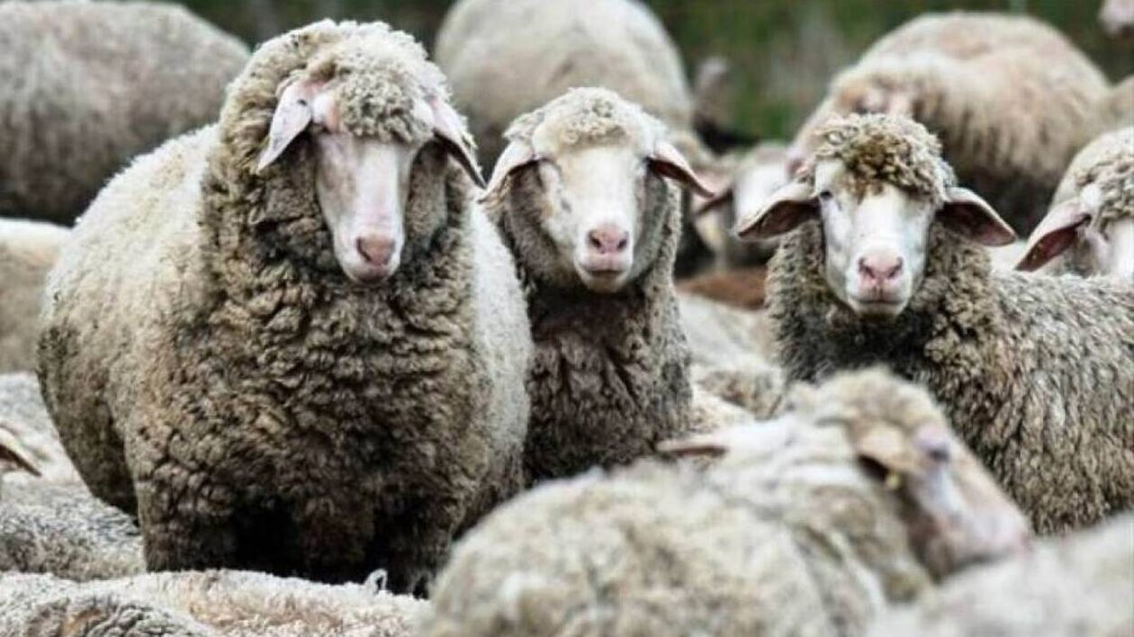 Λασίθι: Κατήγγειλε αδέλφια και πατέρα ότι δηλητηρίασαν τα πρόβατα και τον απείλησαν με όπλο