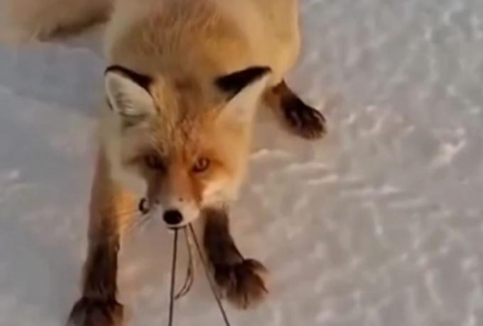 Viral η αλεπού που ήθελε να «κλέψει» ψάρια απο έλκηθρο (VIDEO)